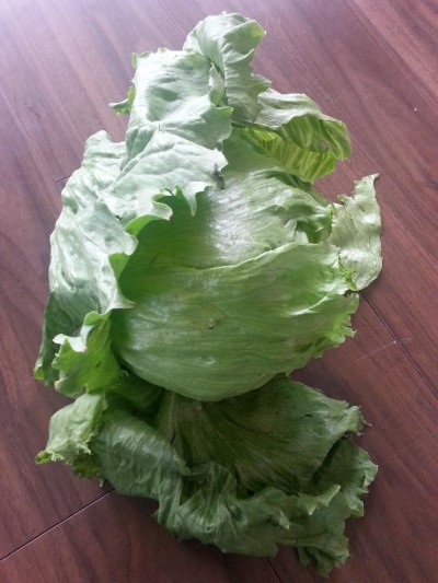 lettuce1.ｊpeg
