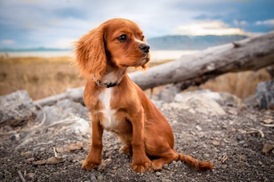 座る犬