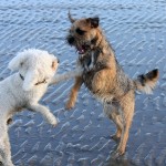 dog fight