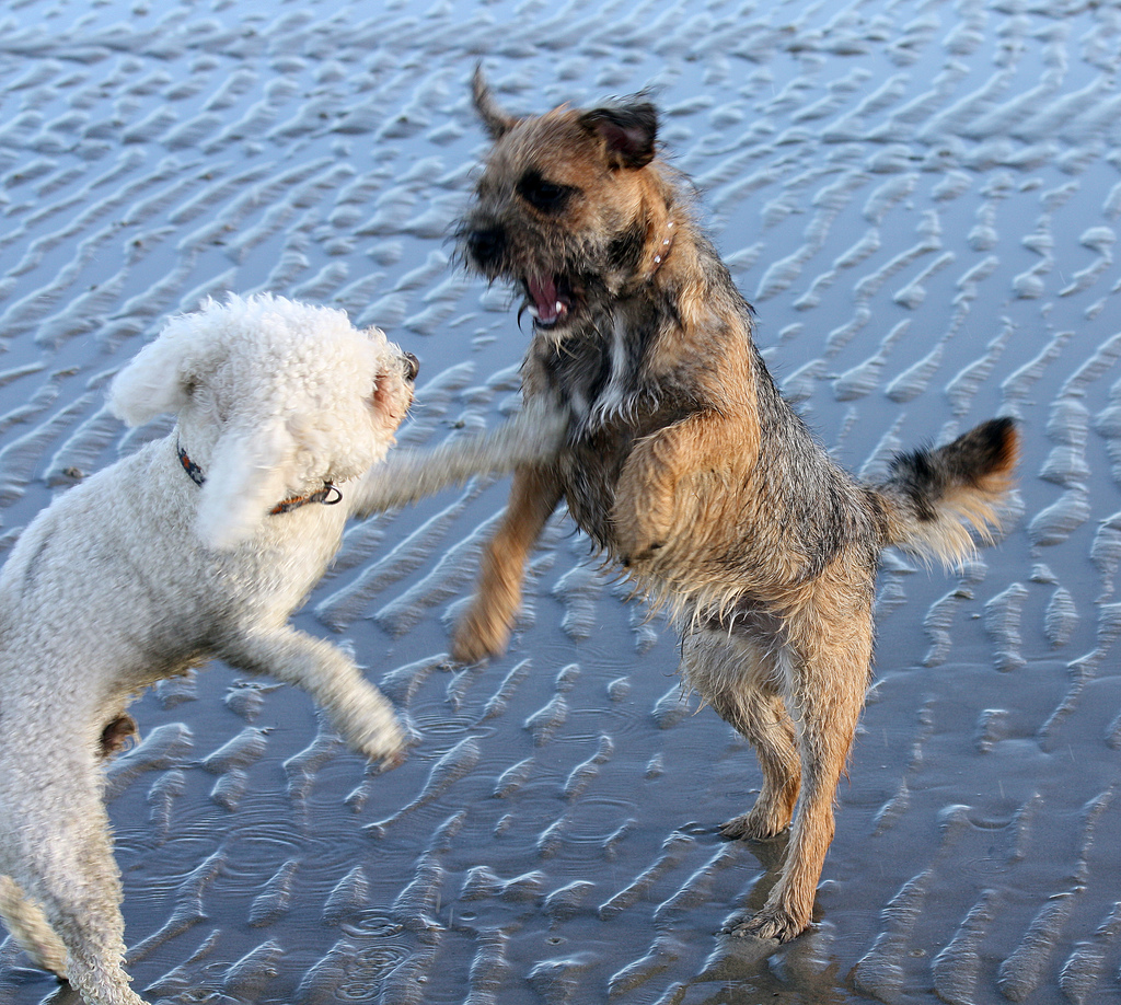 dog fight