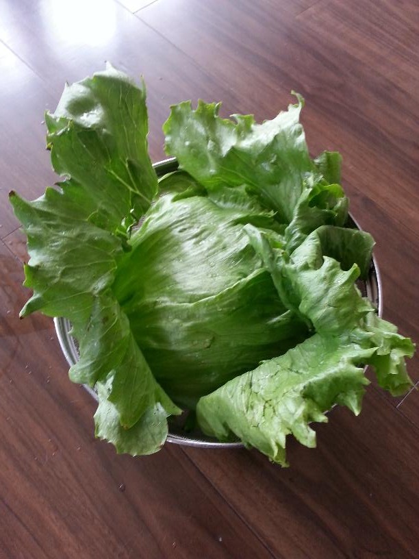 lettuce